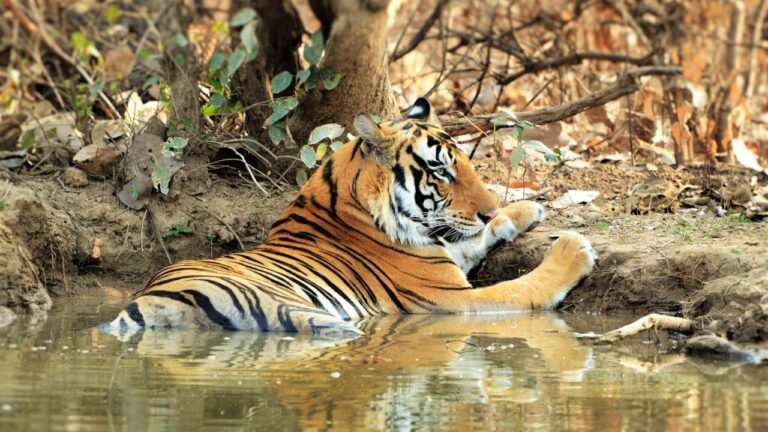 Explore the Wild Side of India – Panna Jungle Safari & Golden Triangle Tour with Tiger Safari