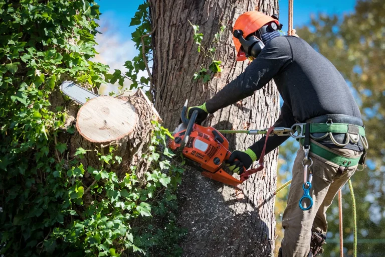BW Tree Removal
