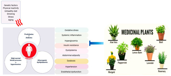 How do Botanical Extracts Contribute to Everyday Stress Balance?