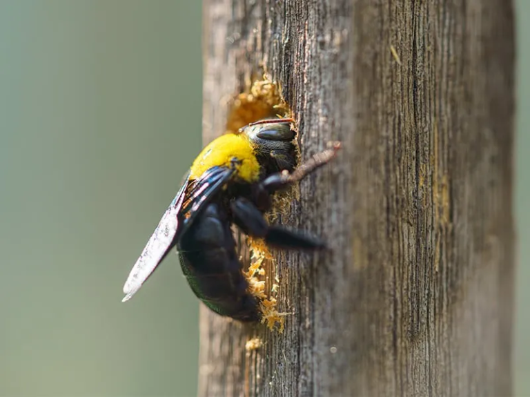 Everything You Need to Know About Carpenter Bees: Identification, Behavior, and Prevention