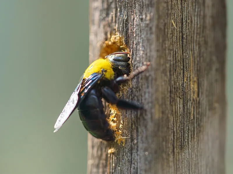 Everything You Need to Know About Carpenter Bees: Identification, Behavior, and Prevention