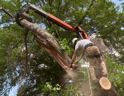 Complete Guide to Tree Removal: Techniques, Benefits, and Safety