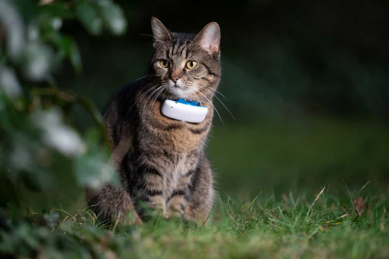 Cat Training Collars: A New Tool for Feline Fitness and Health